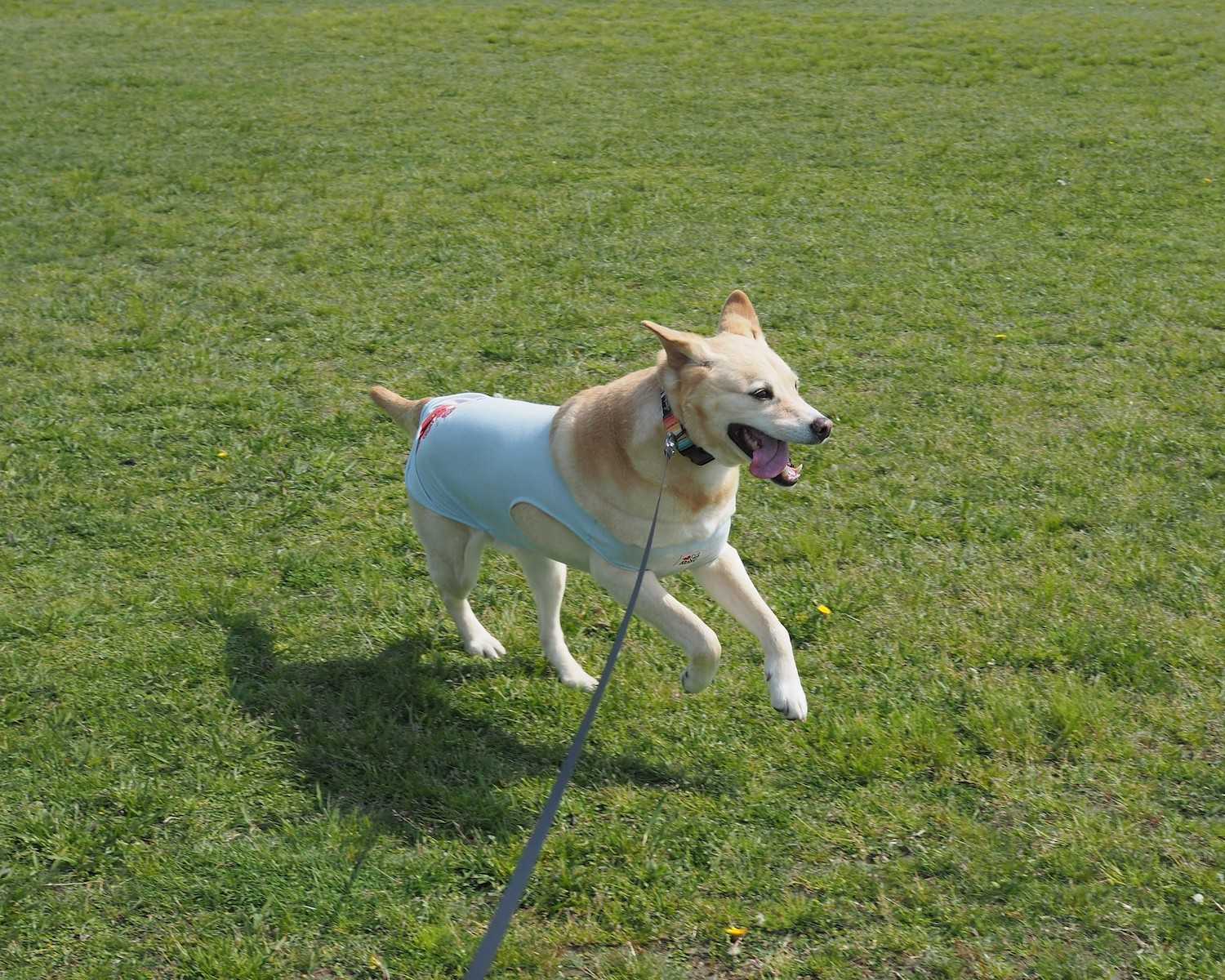 動物がんクリニック東京 | 犬と猫の腫瘍科専門診療 | 江東区