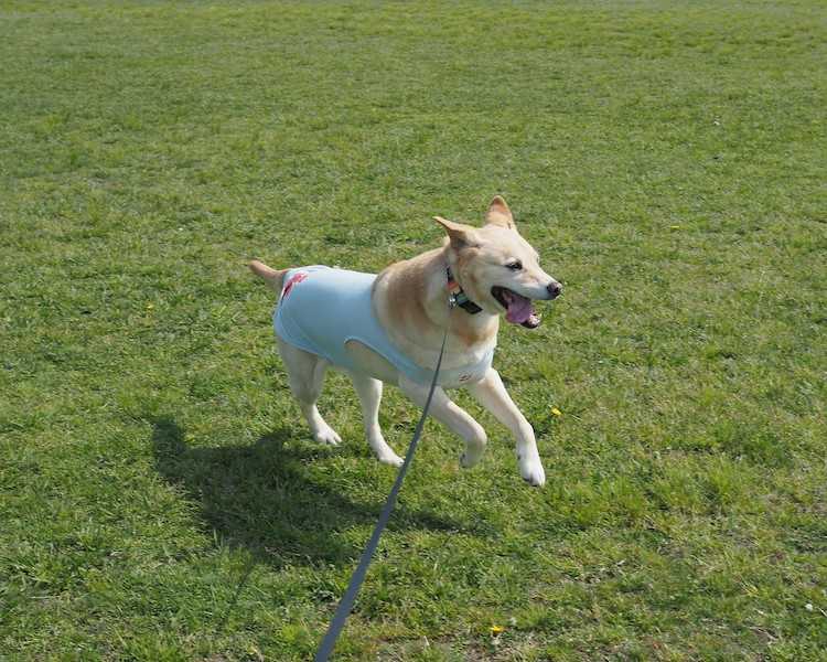 芝生を駆ける犬のキービジュアル